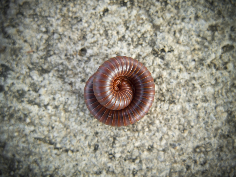 Curled Up Millipede