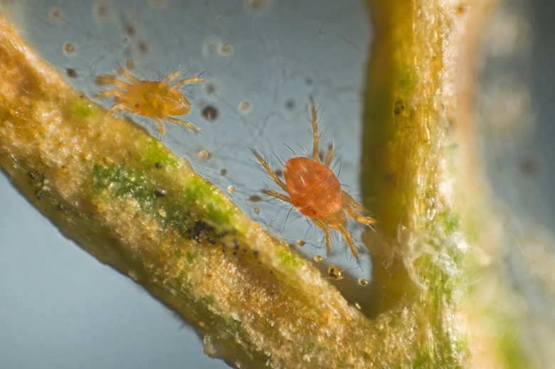 spider mite, Tetranychus urticae, micrograph