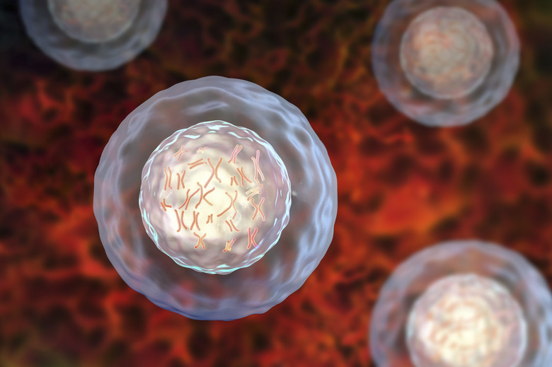 Human cell with chromosomes, illustration