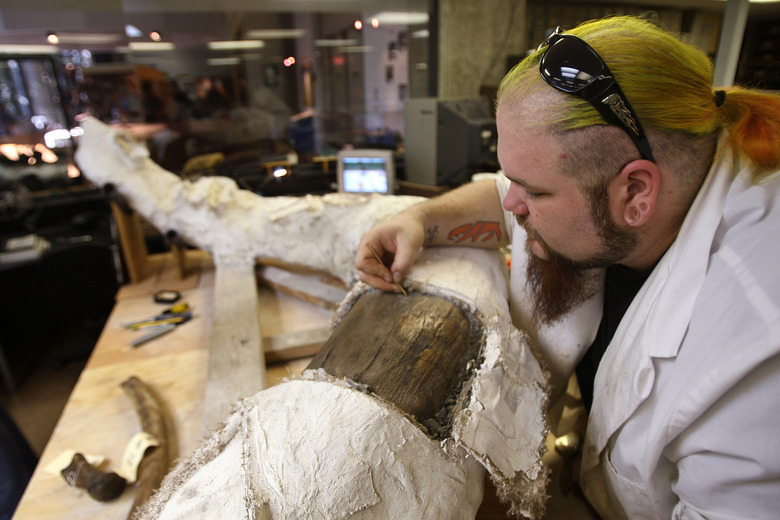 Large Group Of Ice Age Fossils Found During Parking Lot Excavation