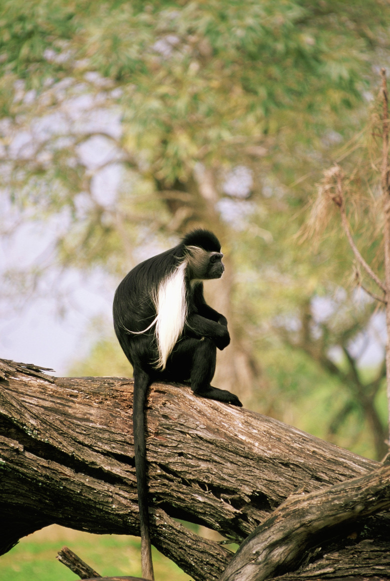 Black and white Colobus Monkey sitting on tree branch