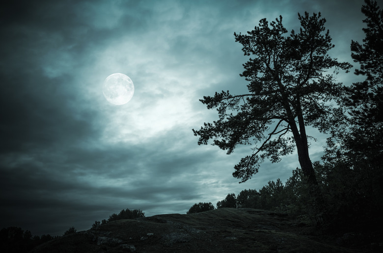 Night forest under sky with full moon