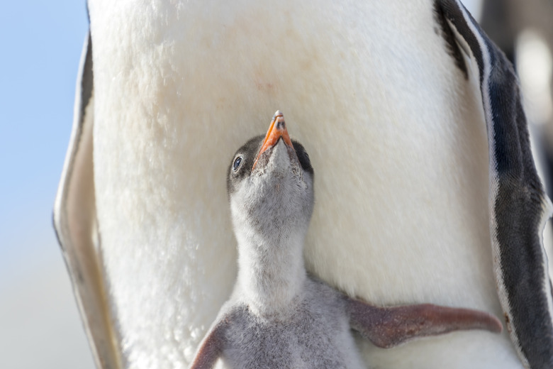 Gentoo penguin chick and parent