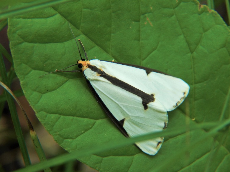 Haploa Tiger Moth Resting on Leaf