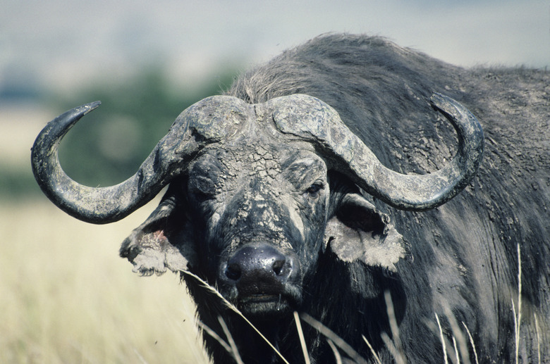 Cape buffalo, headshot, Africa, (Close-up)