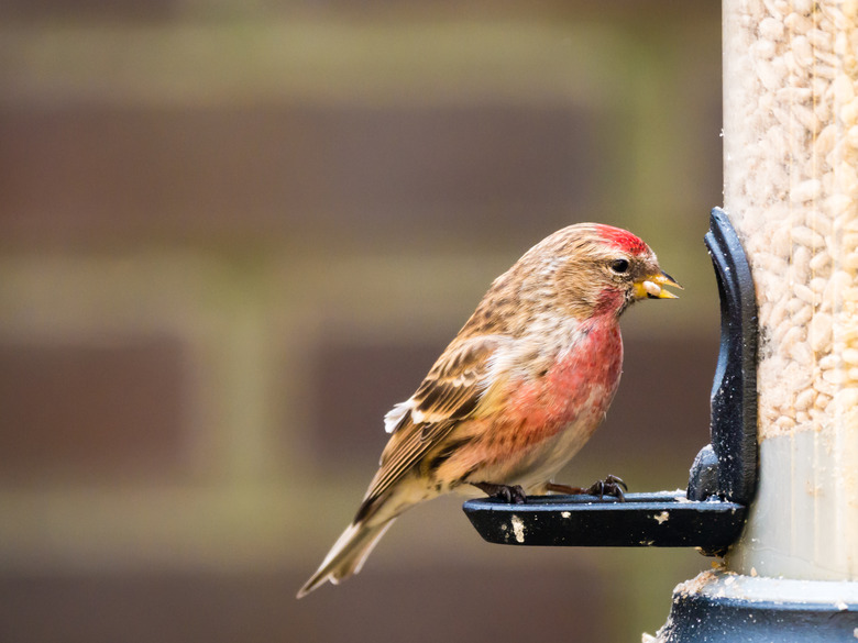 Adult male lesser redpoll, Acanthis cabaret, feeding on bird feeder in garden, Netherlands