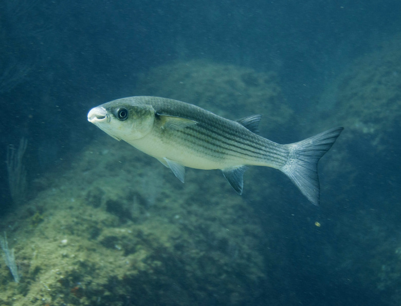 Thicklip grey mullet at the marine nature reserve of Cerbère Banyuls-sur-Mer