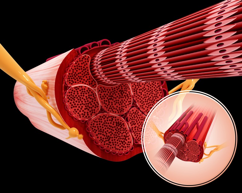 Human muscular structure, computer artwork.