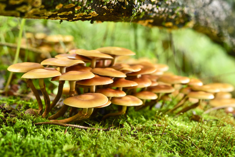 wild mushrooms