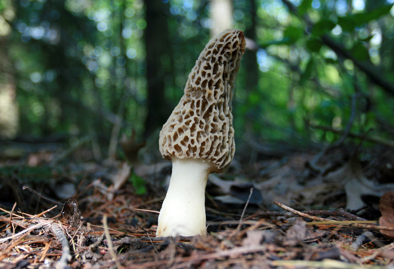 Morel Mushroom