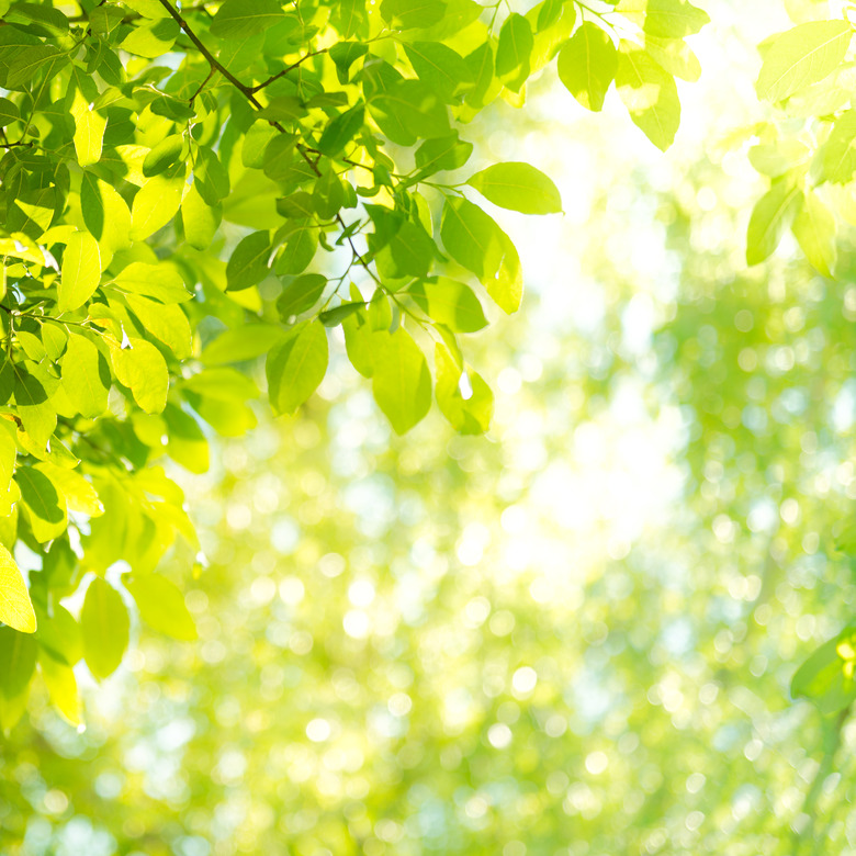 Sunbeam and leaves in the forest