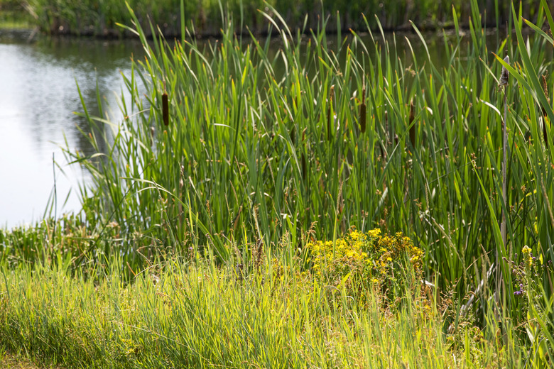 Cattails by the lake shore