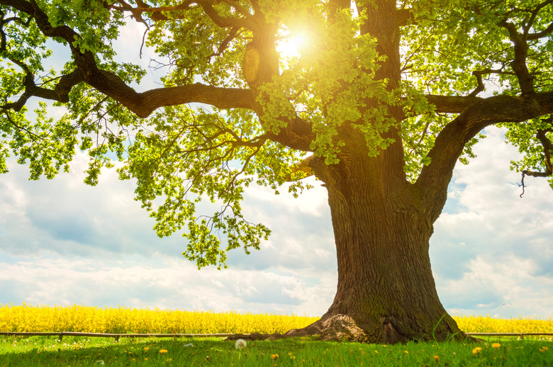 single huge oak tree in canola field in sunlight