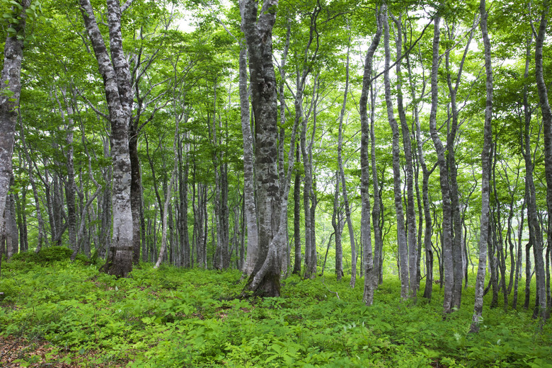 Beech Tree Forest