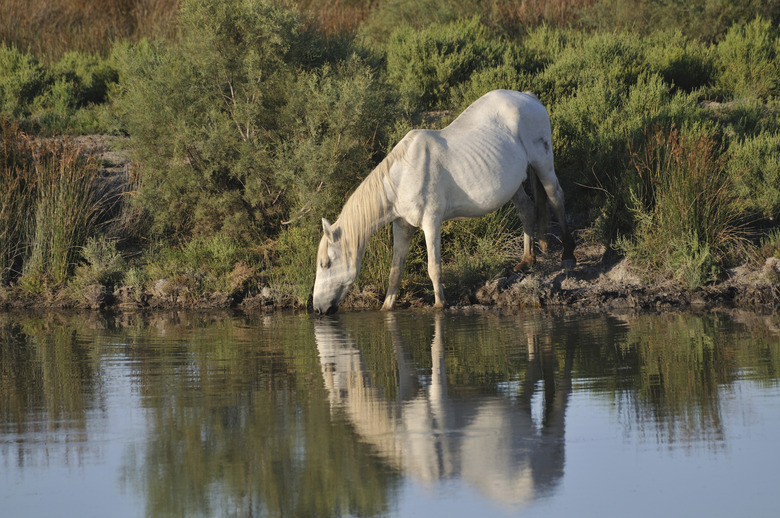 Camargue horse drinking at a pond