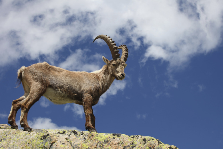 Capra ibex