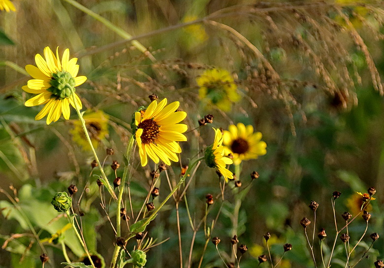 Texas narrow-leaf sunflowers