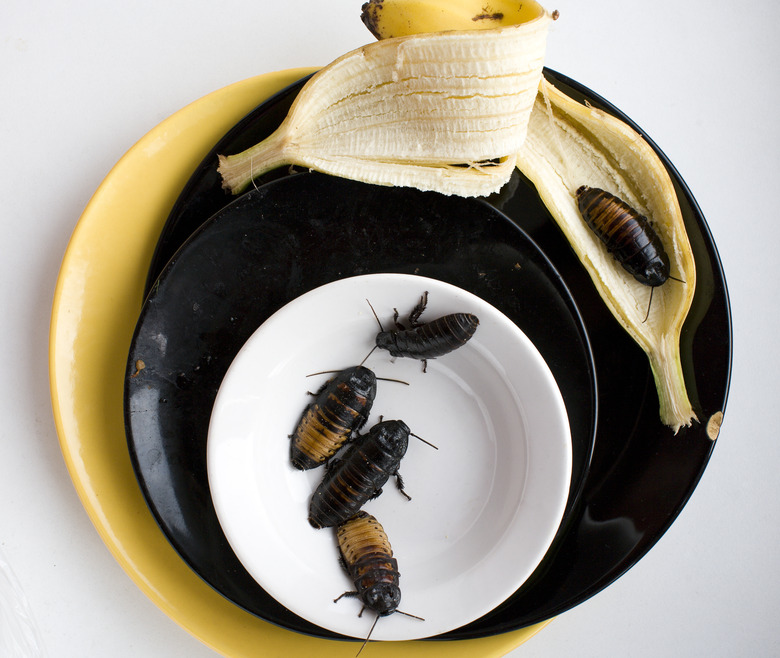 pile of filthy dishes infested with roaches