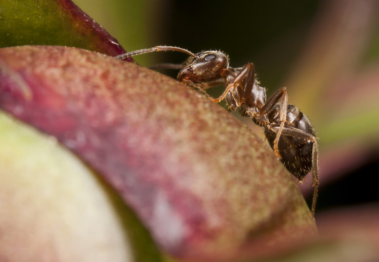 Pharaoh ant on peony