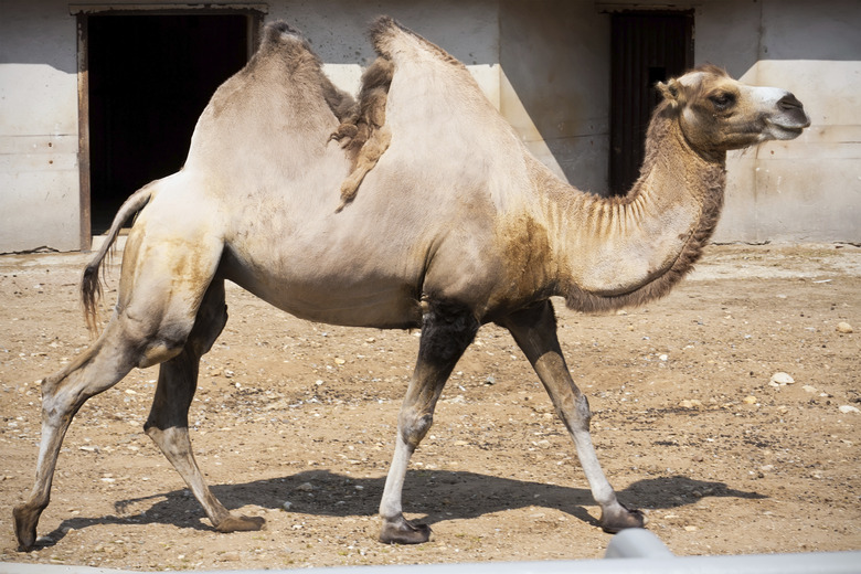 Camel