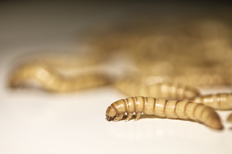 Yellow mealworms (Tenebrio molitor linnaeus) used as food