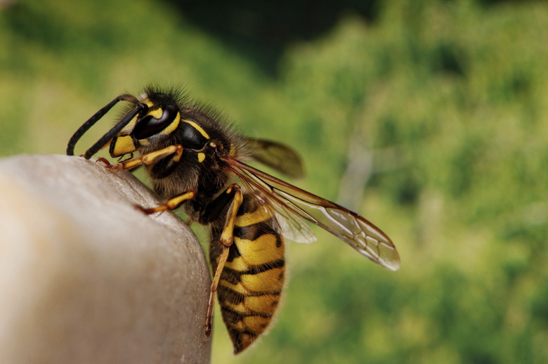 Wasp on a rock