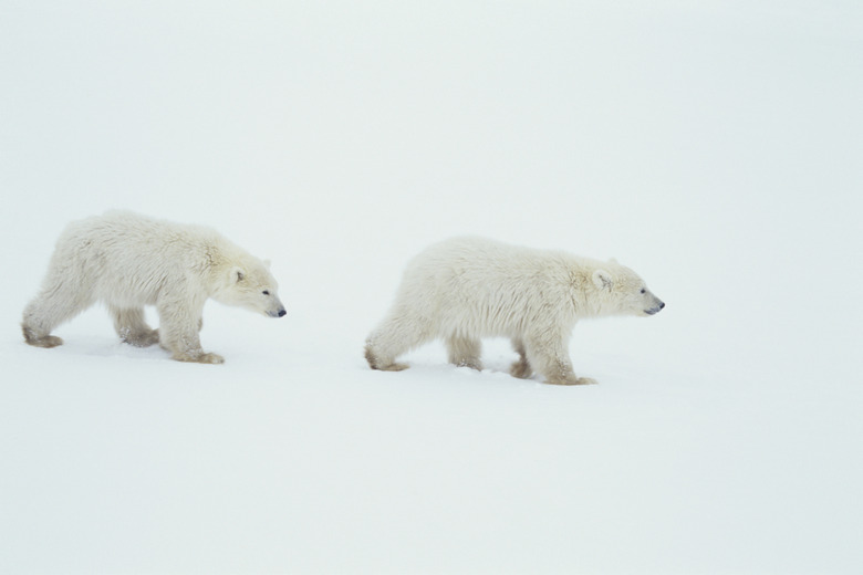 Polar bear (Ursus maritimus) cubs, Canada