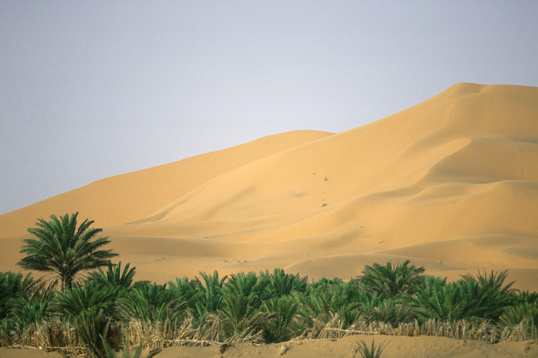 Oasis in desert