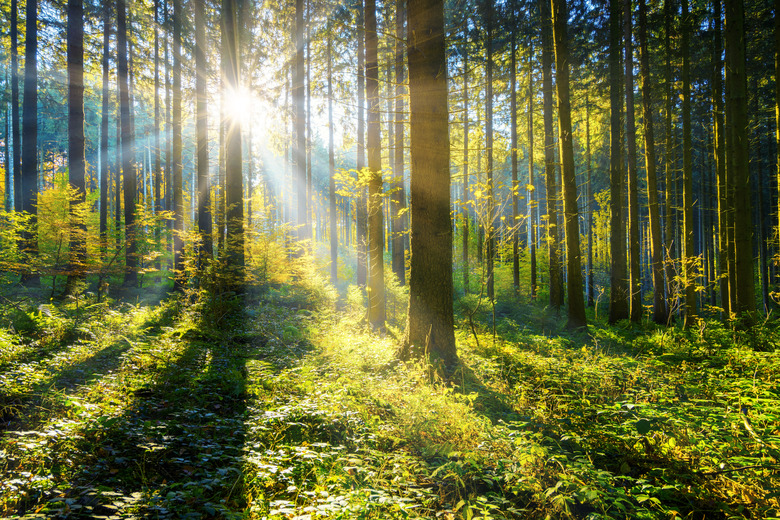 sun shining in a forest