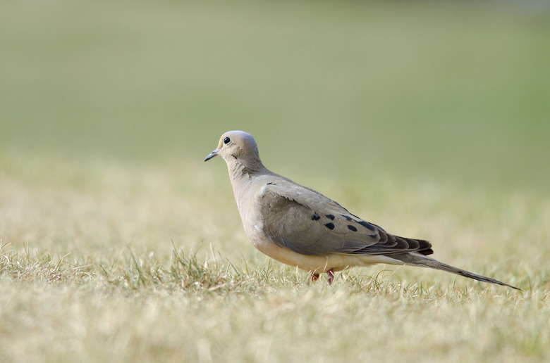 Mourning Dove on Grass