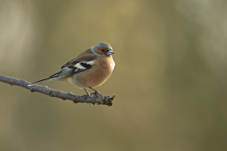 Male Chaffinch perched on a branch.jpg