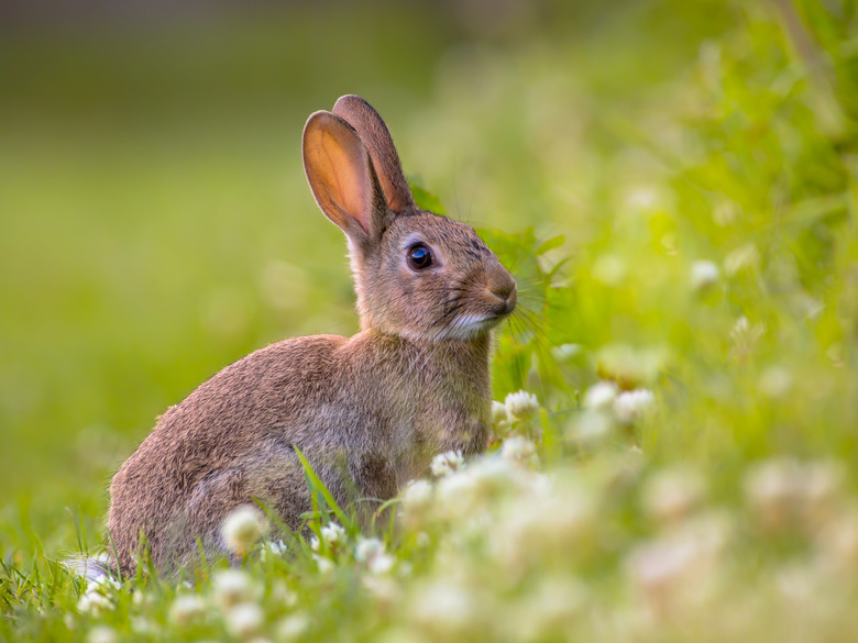 Watching Wild European rabbit