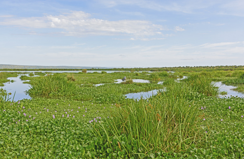 Shoebill wetland Habitat Complete with Shoebill