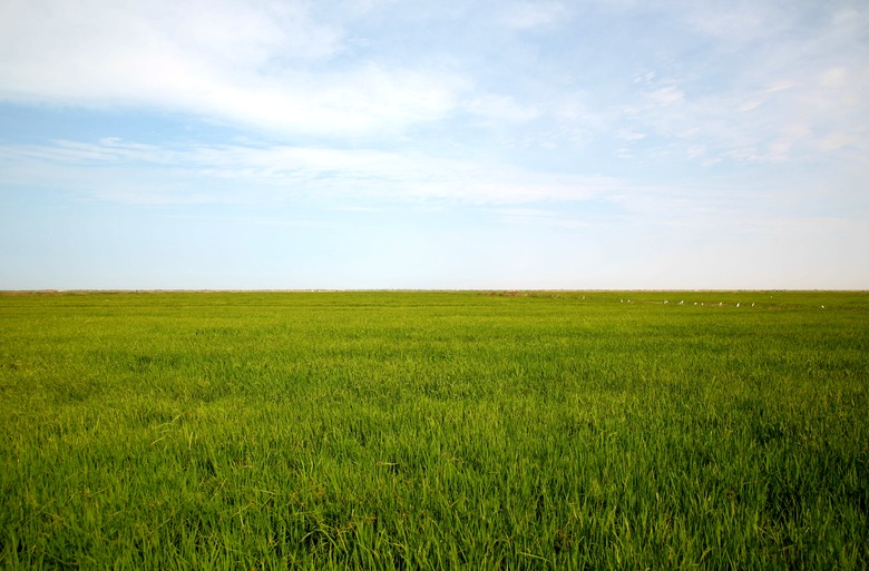 Rice Fields