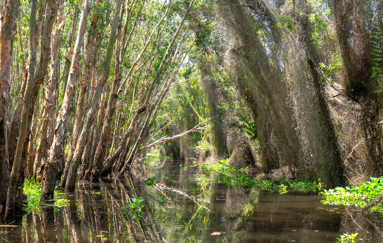 Melaleuca forest in sunny morning