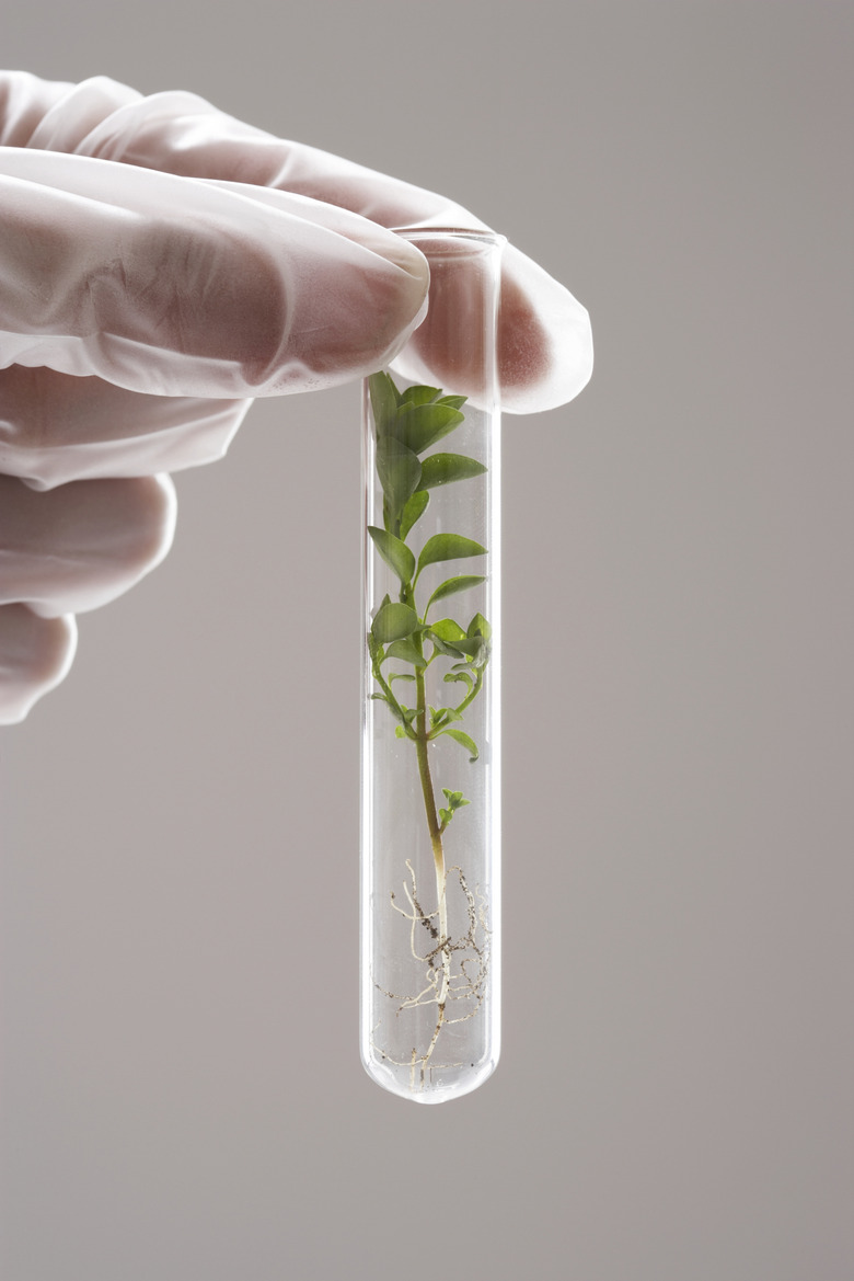 Person holding test tube with seedling inside, close-up of hand