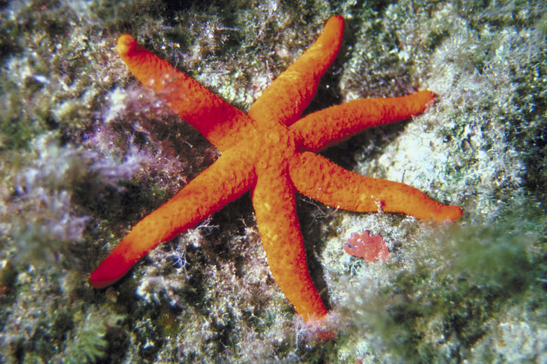 Starfish (Hacelia attenuata), Malta