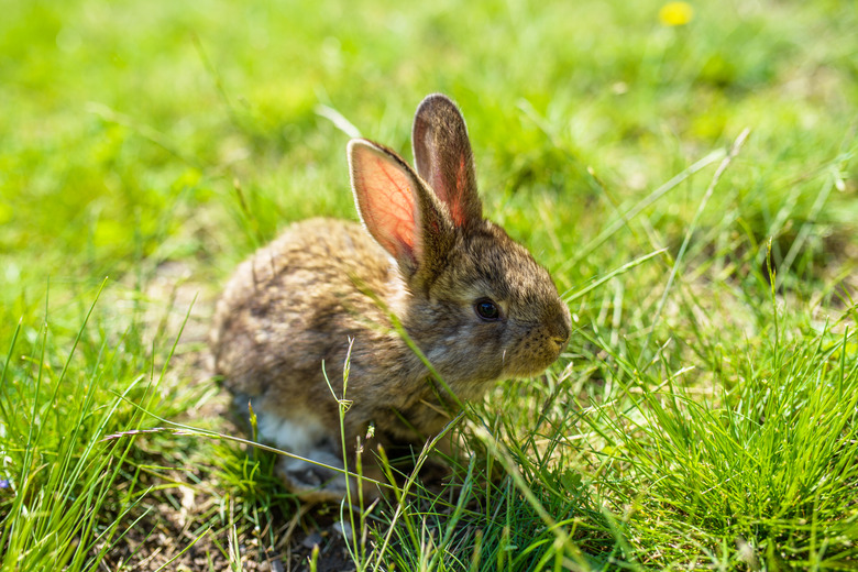 How to Nurse or Care for a Wild Baby Rabbit