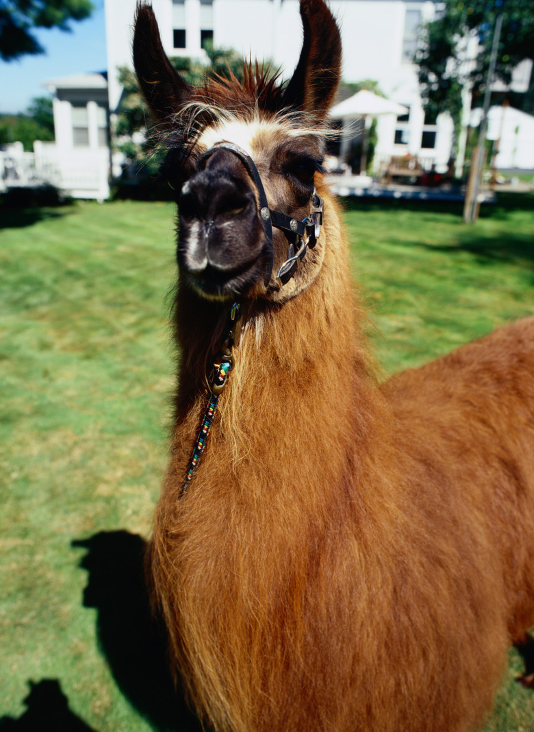 Llama