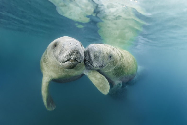 Two West Indian manatees (Trichechus manatus), couple, Three Sisters Springs, manatee sanctuary, Crystal River, Florida, USA