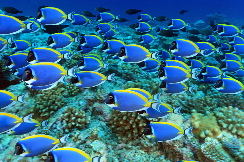 Shoal of powder blue tang surgeonfish