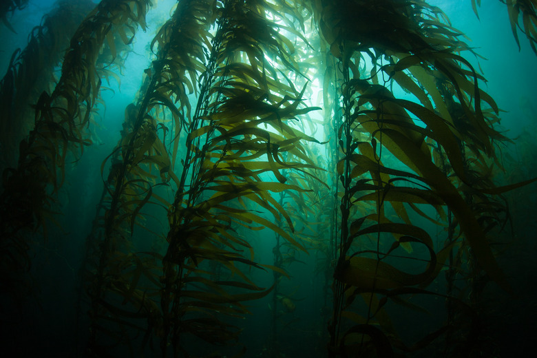 Giant Kelp Silhouette