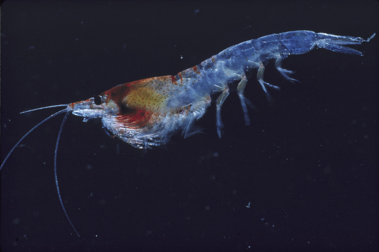 epipelagic shrimp related to krill