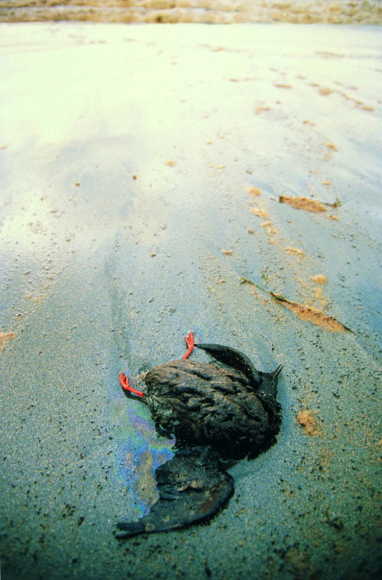 Bird washed up on beach after Braer Oilspill,Shetland,Scotland