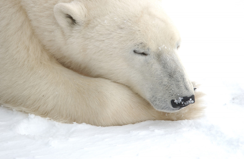 Polar Bear resting, Churchill Manitoba,