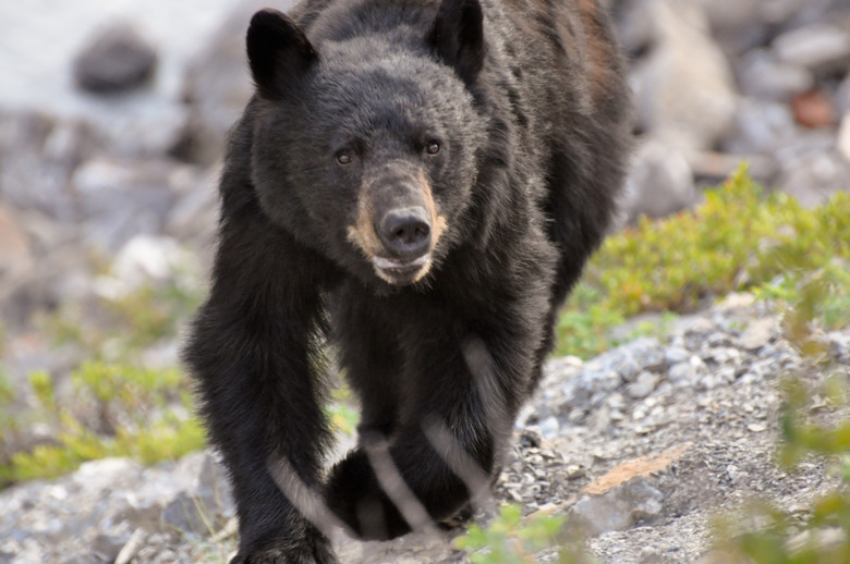 bear charging