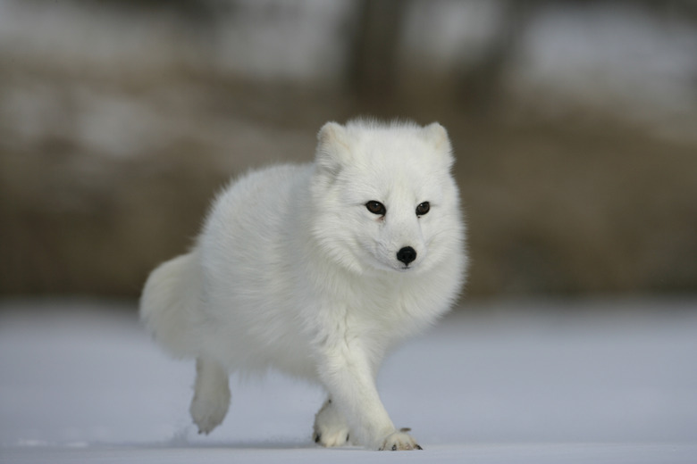 Arctic fox, Alopex lagopus