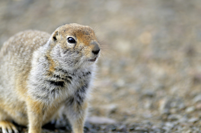 Arctic Ground Squirrel Spermophilus parryii