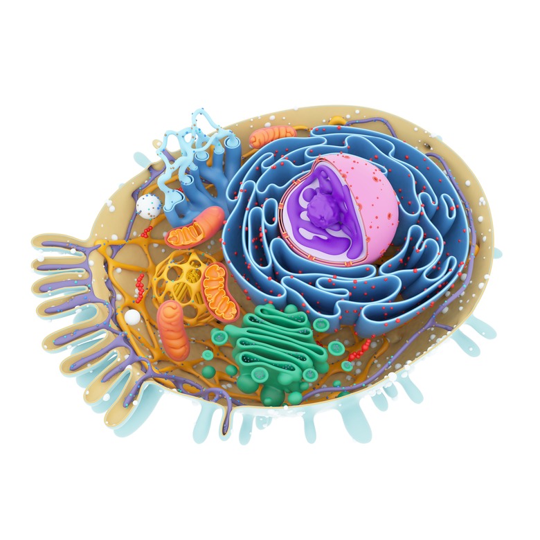 Cell structure, illustration