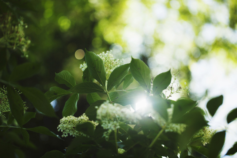 Sun shining through elder (Sambucus) leaves and flowers in springtime